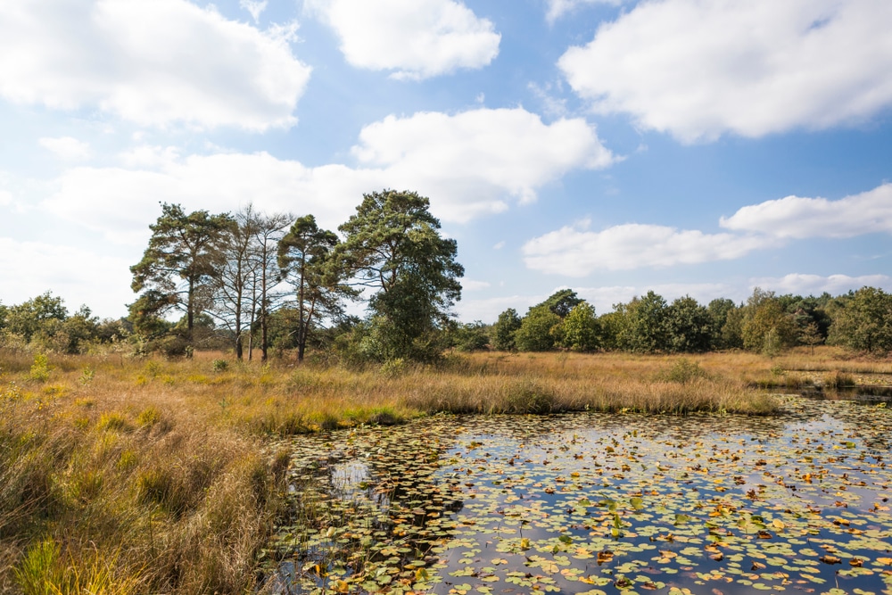louter Millimeter toekomst De 10 mooiste natuurgebieden van Nederland