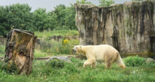 De 20 leukste dierentuinen van Nederland